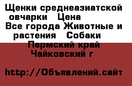 Щенки среднеазиатской овчарки › Цена ­ 20 000 - Все города Животные и растения » Собаки   . Пермский край,Чайковский г.